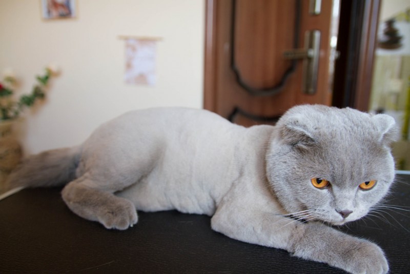 Подстриженные Шотландские вислоухие кошки