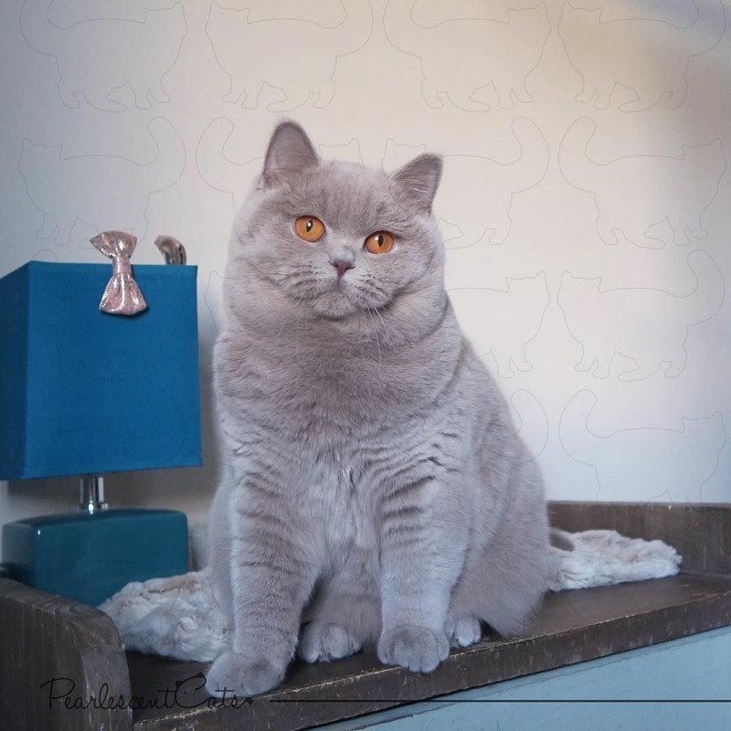 Стрижка кошек
