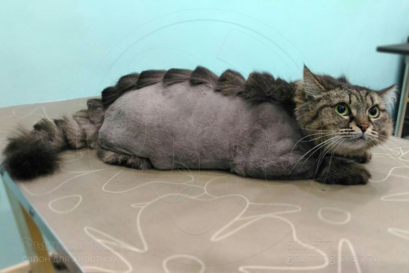 Грумминг шотландских кошек