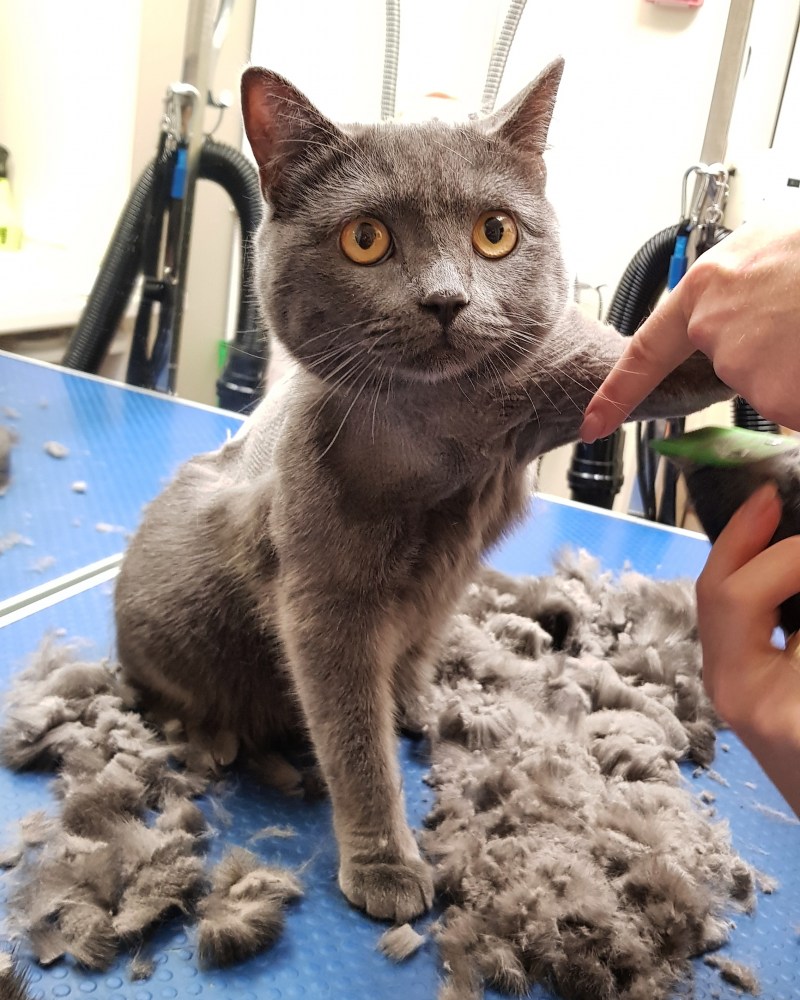 Стрижка кота