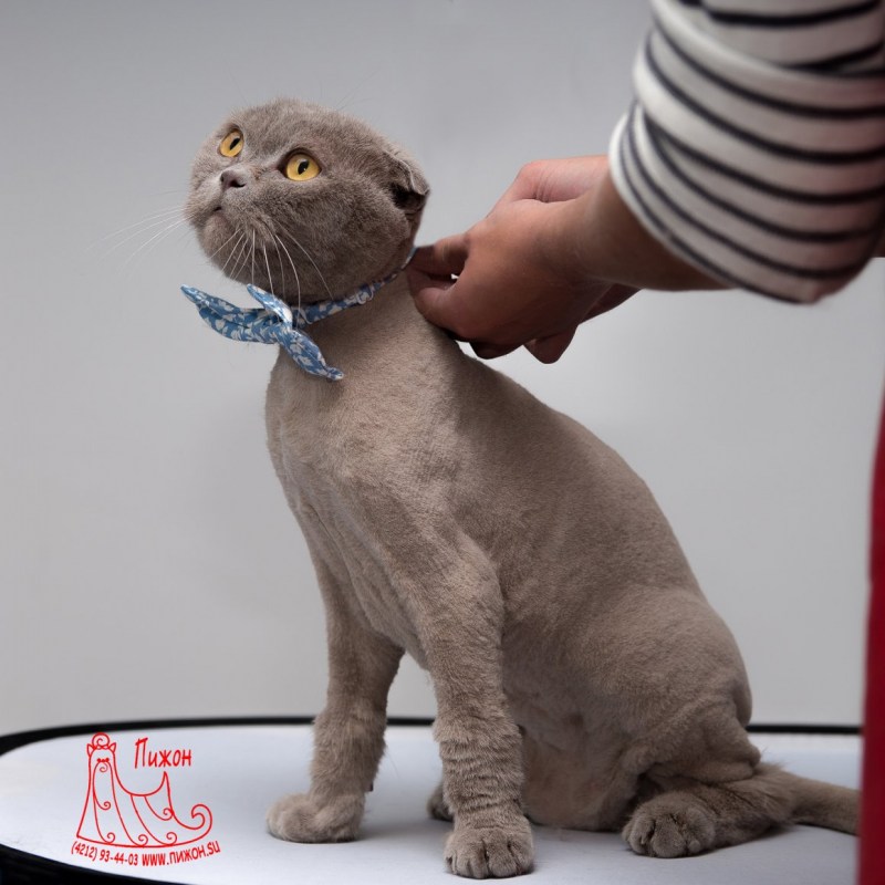 Стрижка кошек шотландских вислоухих