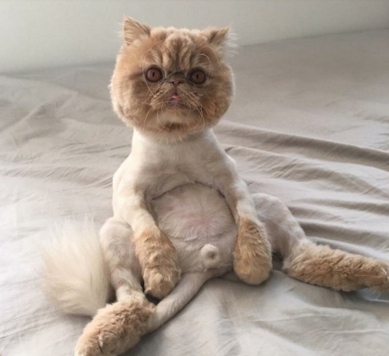 Красивые стрижки котов