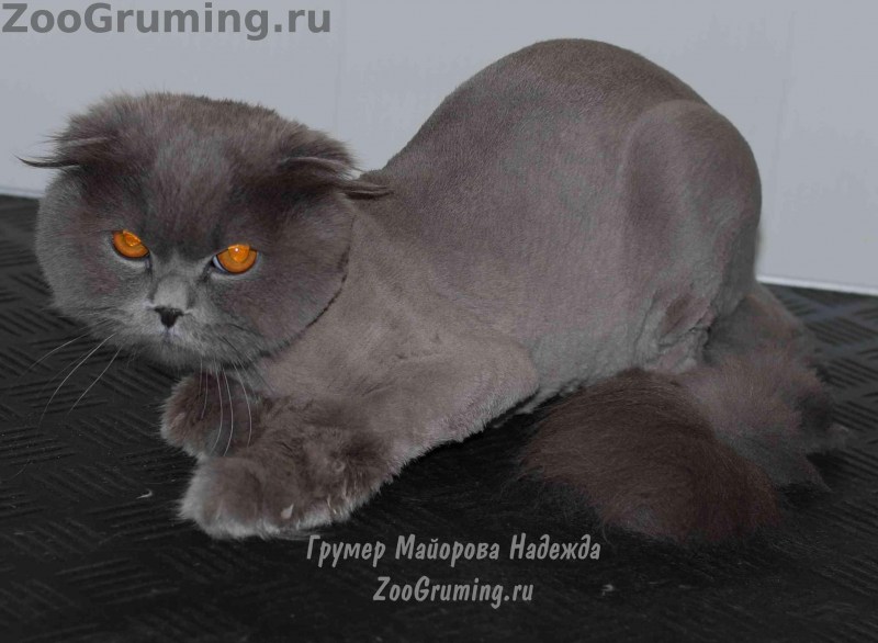 Креативная стрижка кошек