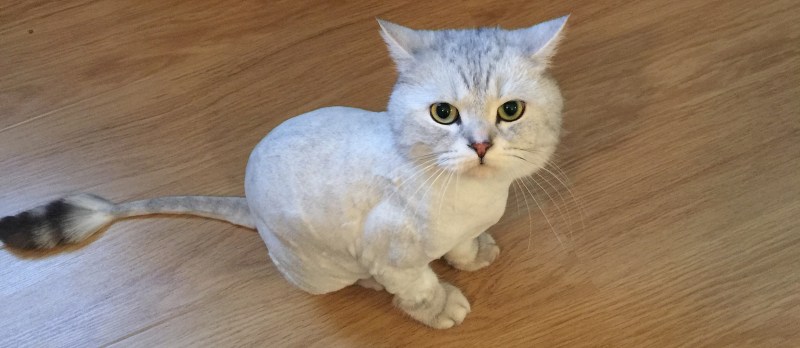 Стрижка кошки под дракона