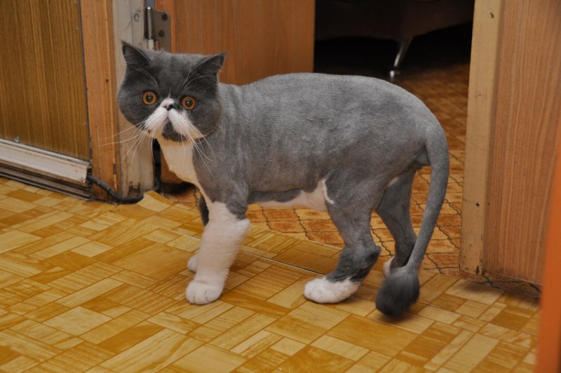 Стриженный скоттиш страйт