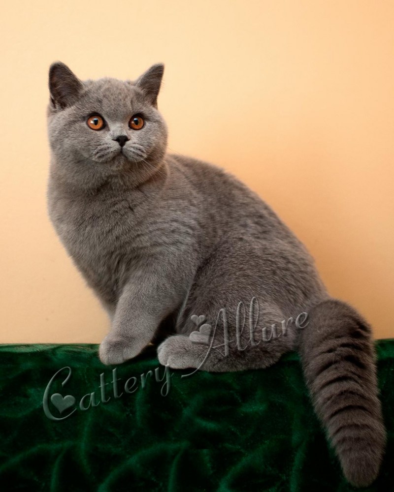 Стриженный скоттиш фолд