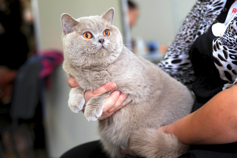 Стрижка британских кошек