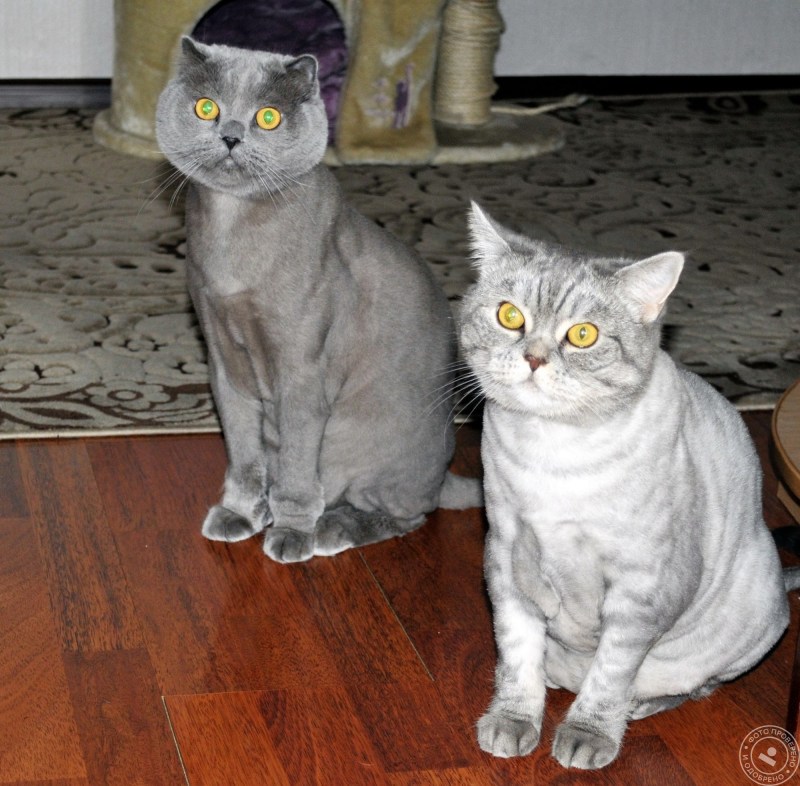 Груминг кошек