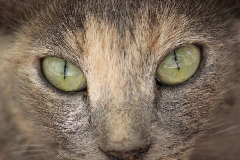 Котик коричневый синие глазки