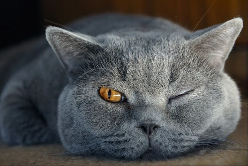 Злой британский кот