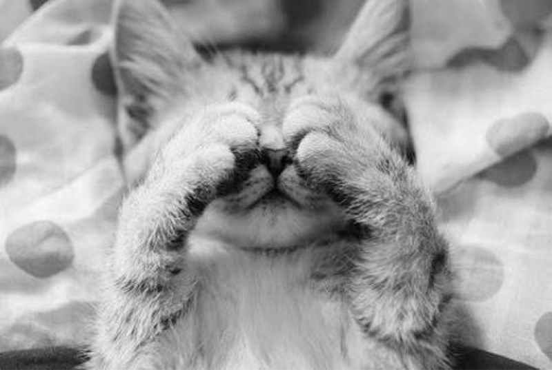 Котик кайфует