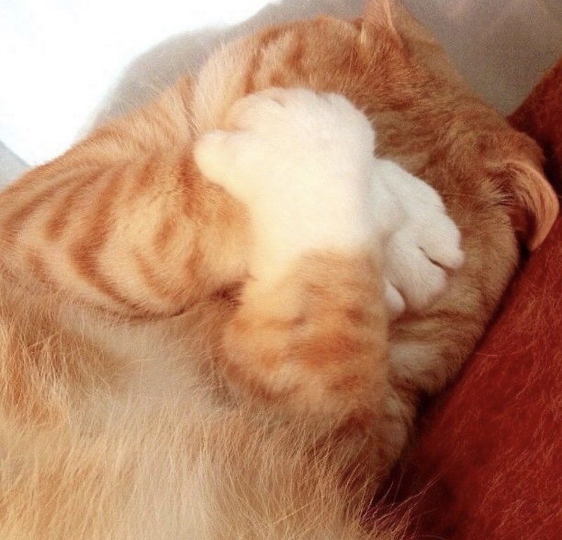 Кот с расширенными зрачками