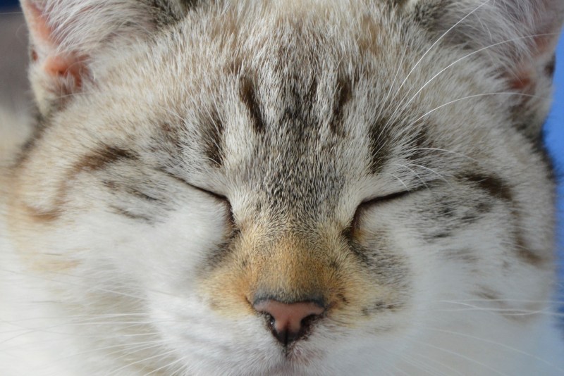 Нос кошки