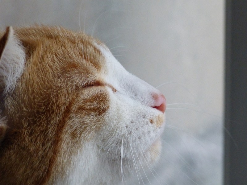 Кот взгляд