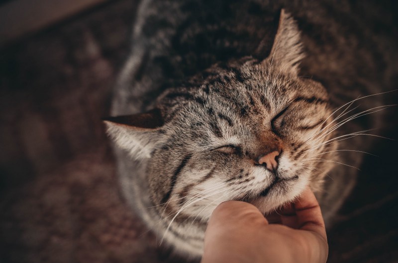 Гладить кота