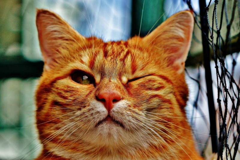 Морда рыжего кота