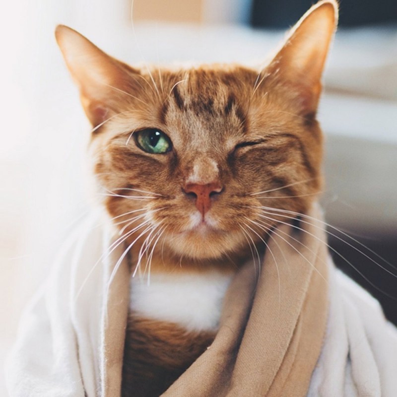 Котик закрывает глаза