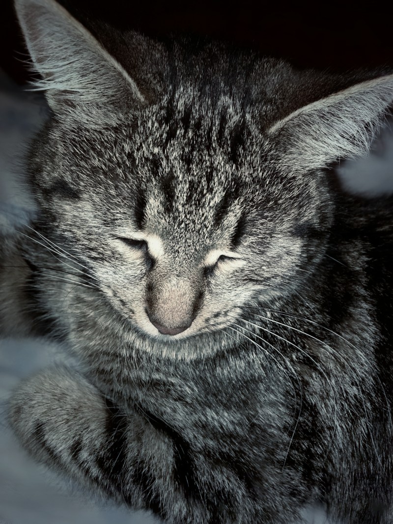 Котик закрывает глаза