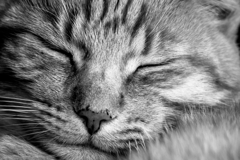 Котики милые черно белые