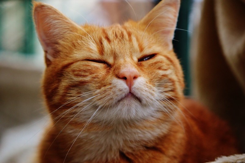 Спящие котята