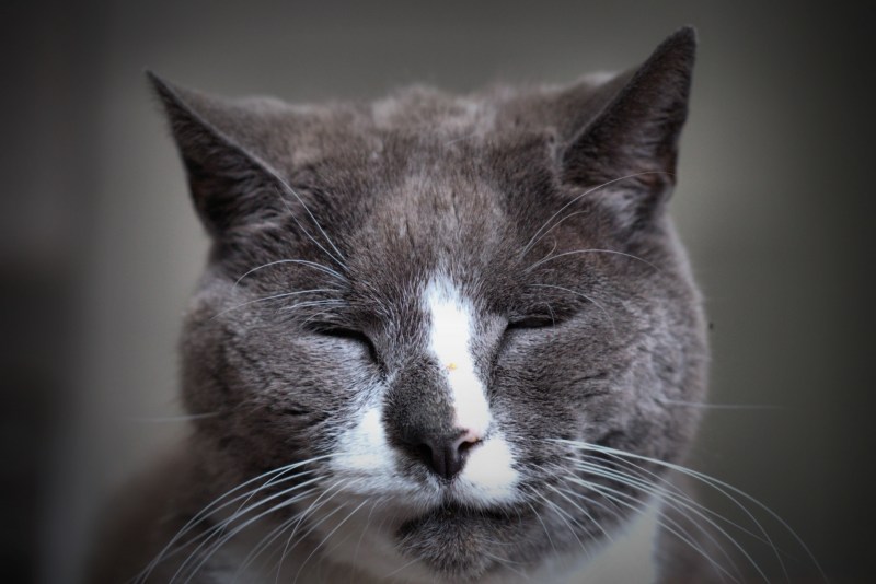 Морда кота