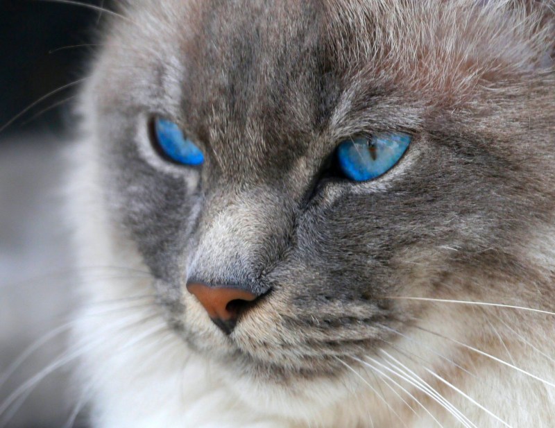 Кошачий глаз сбоку