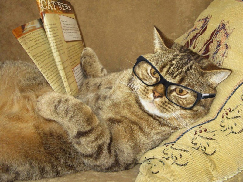 Умный котик в очках