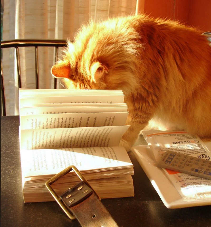 Котик с книжкой