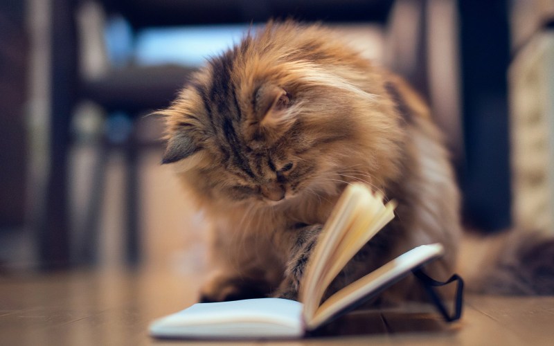 Кот читает