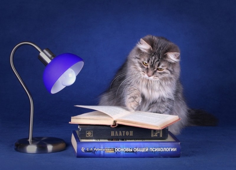Ученая кошечка