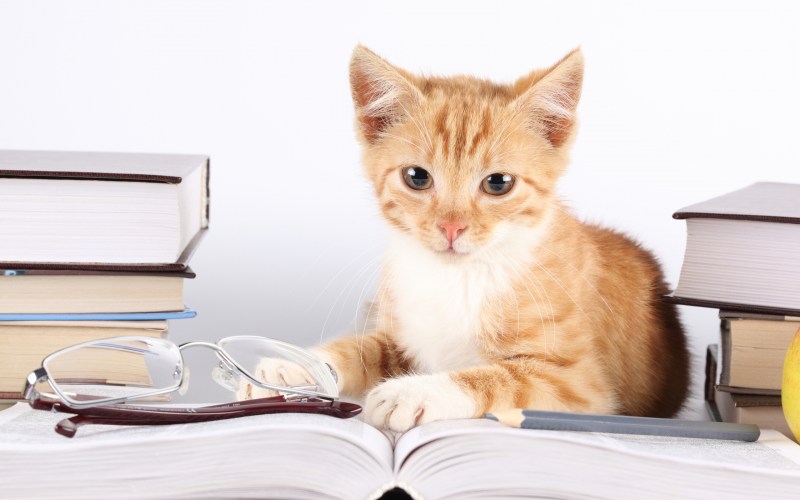 Котик с книжкой
