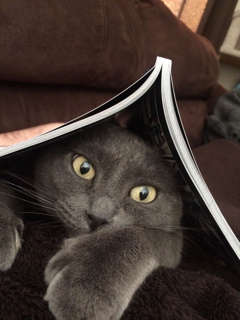 Мудрый котик