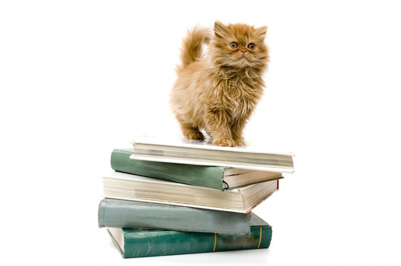 Книги про кошек
