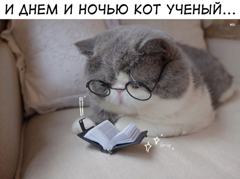 Кот в очках