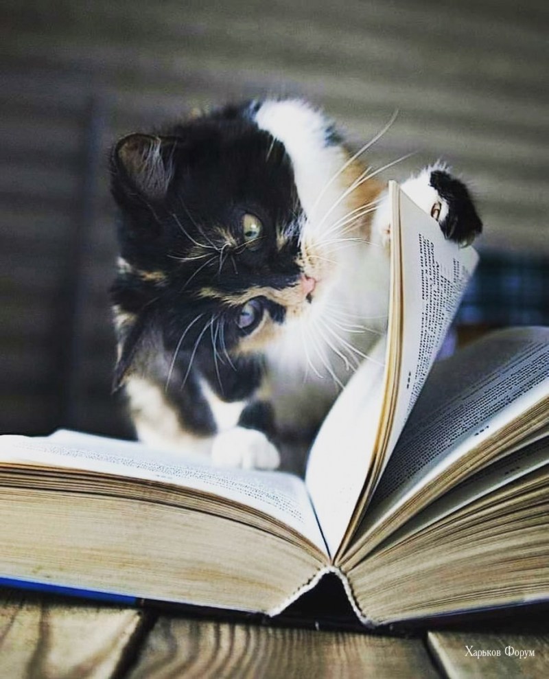 Книги про кошек