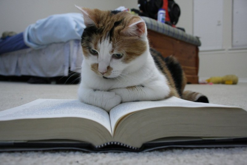 Кот с книгой