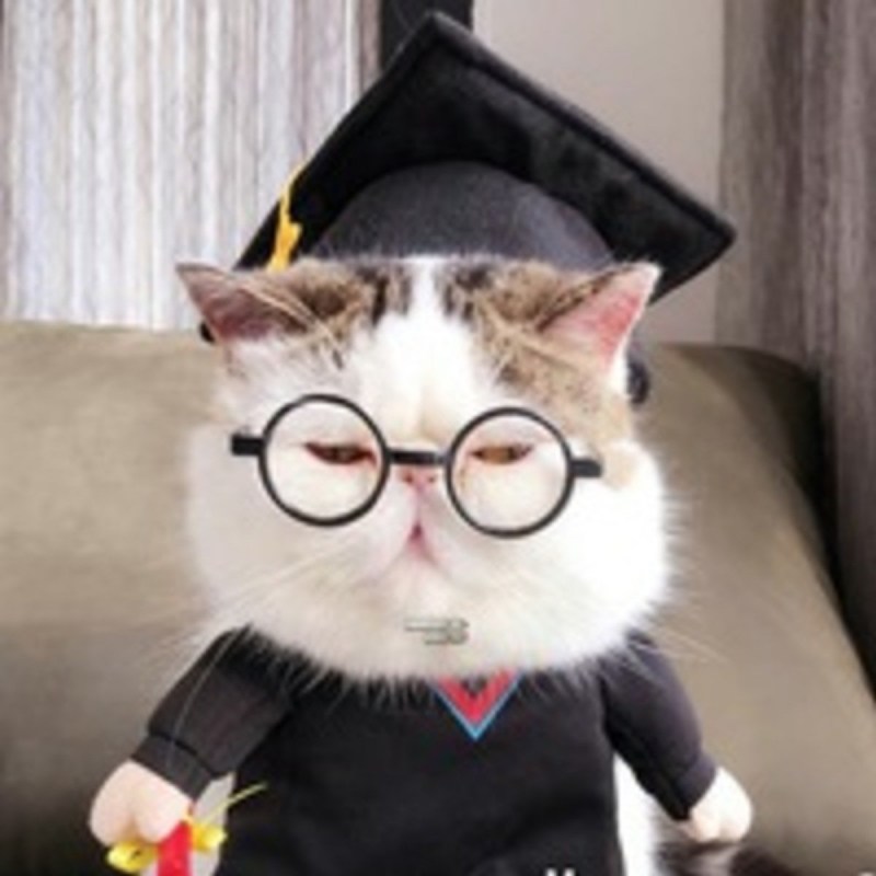 Смешные коты в костюмах