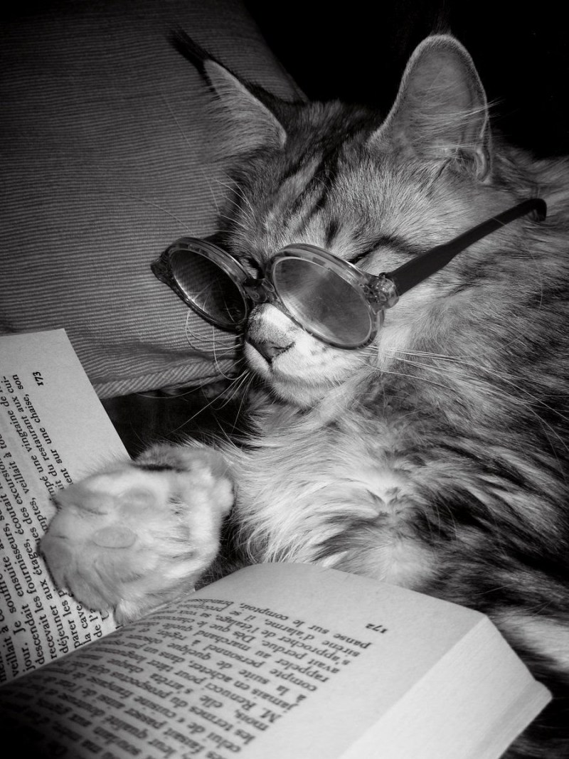 Кот читает книгу