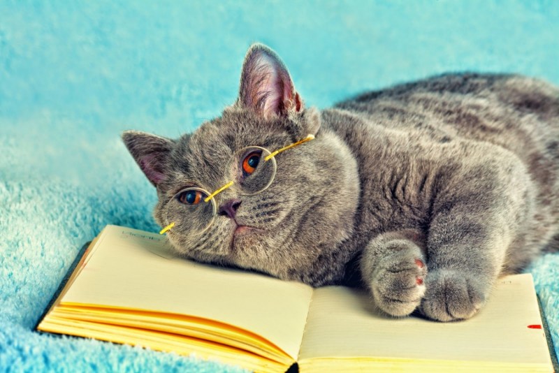 Кот в очках и с книжкой