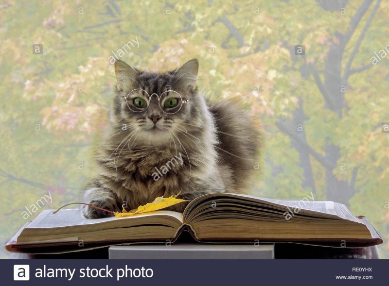 Кот с книгой