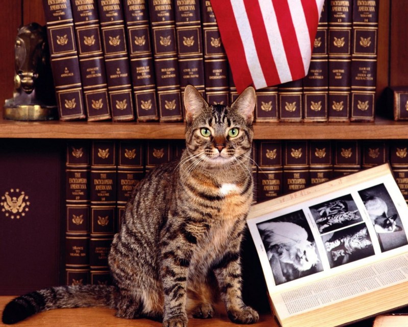 Библиотечные коты