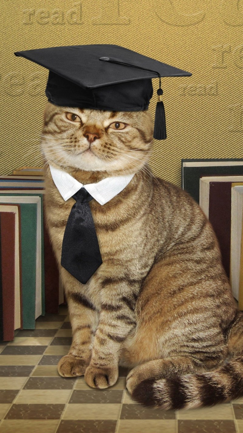 Умный кот