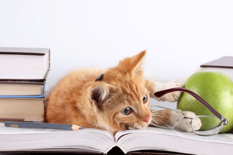 Книга котик