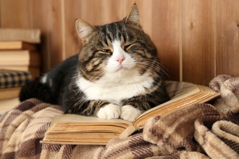 Кошка уют