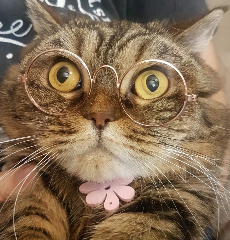 Умный кот