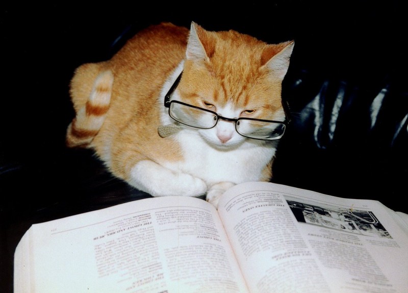 Кот в очках и с книжкой