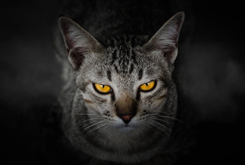 Коты со злыми глазами