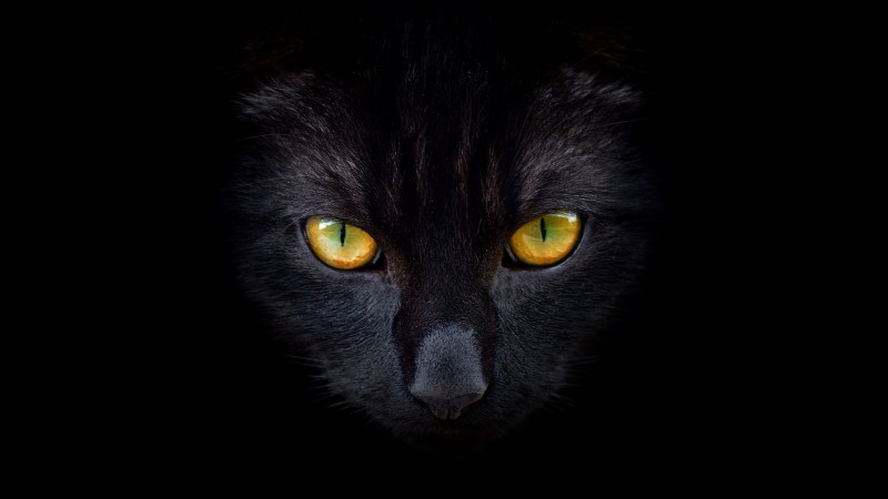 Черная кошка морда