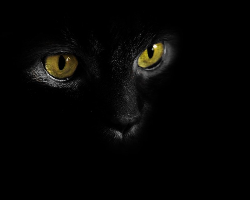 Чёрный кот