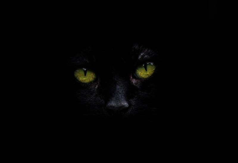 Черная кошка